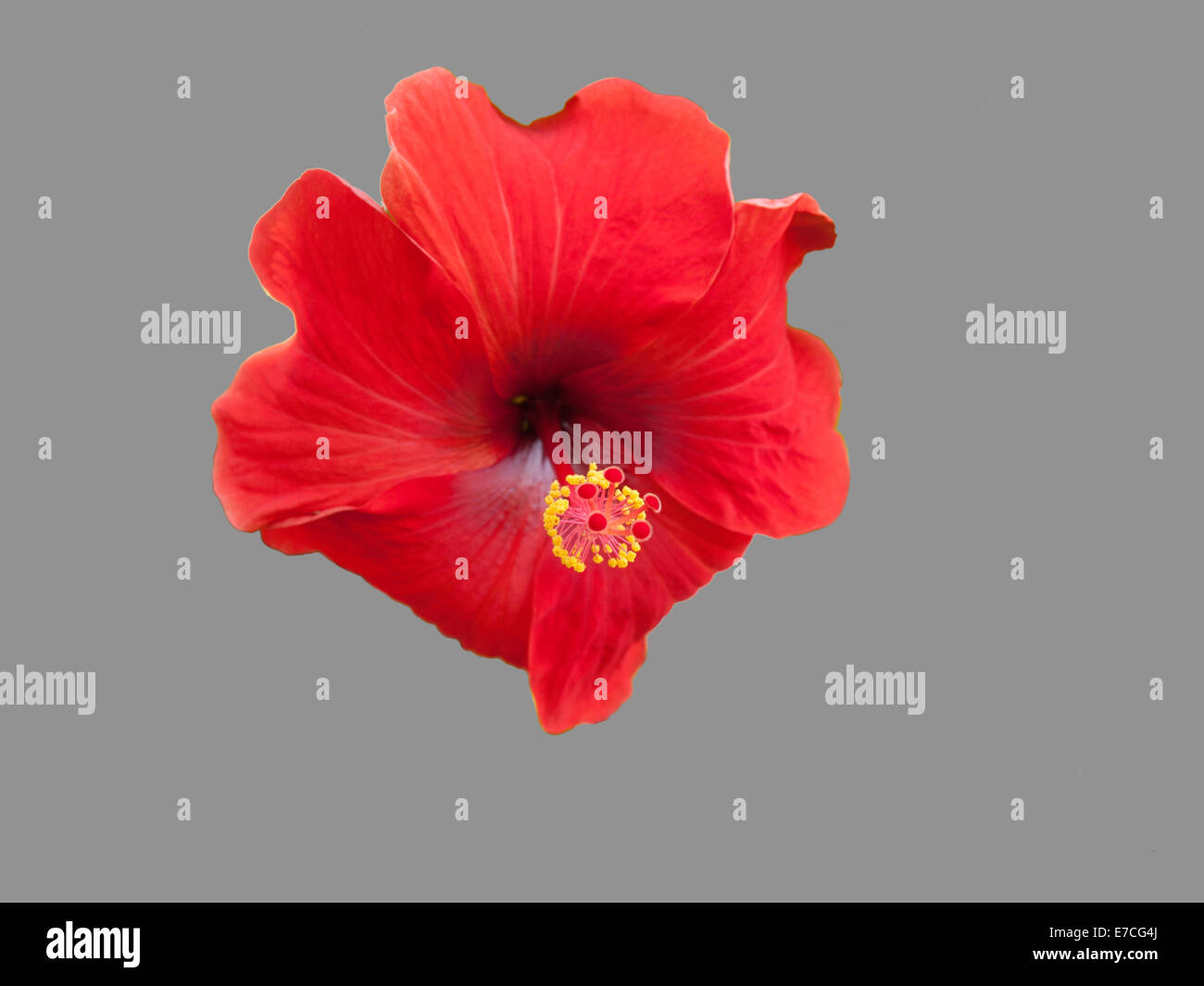 Hibiscus flower isolated on gray Banque D'Images