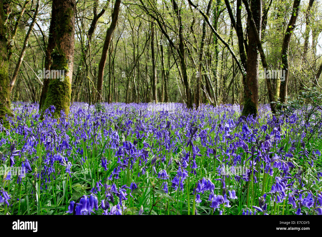 Un tapis de jacinthes dans Grand Ridge Bois près de Codford dans le Wiltshire, Angleterre. Banque D'Images