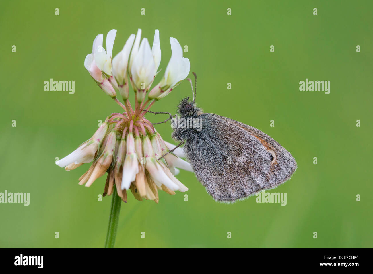 Coenonympha pamphilus, Small Heath, se nourrit du nectar des fleurs de trèfle blanc, Trifolium repens. Banque D'Images