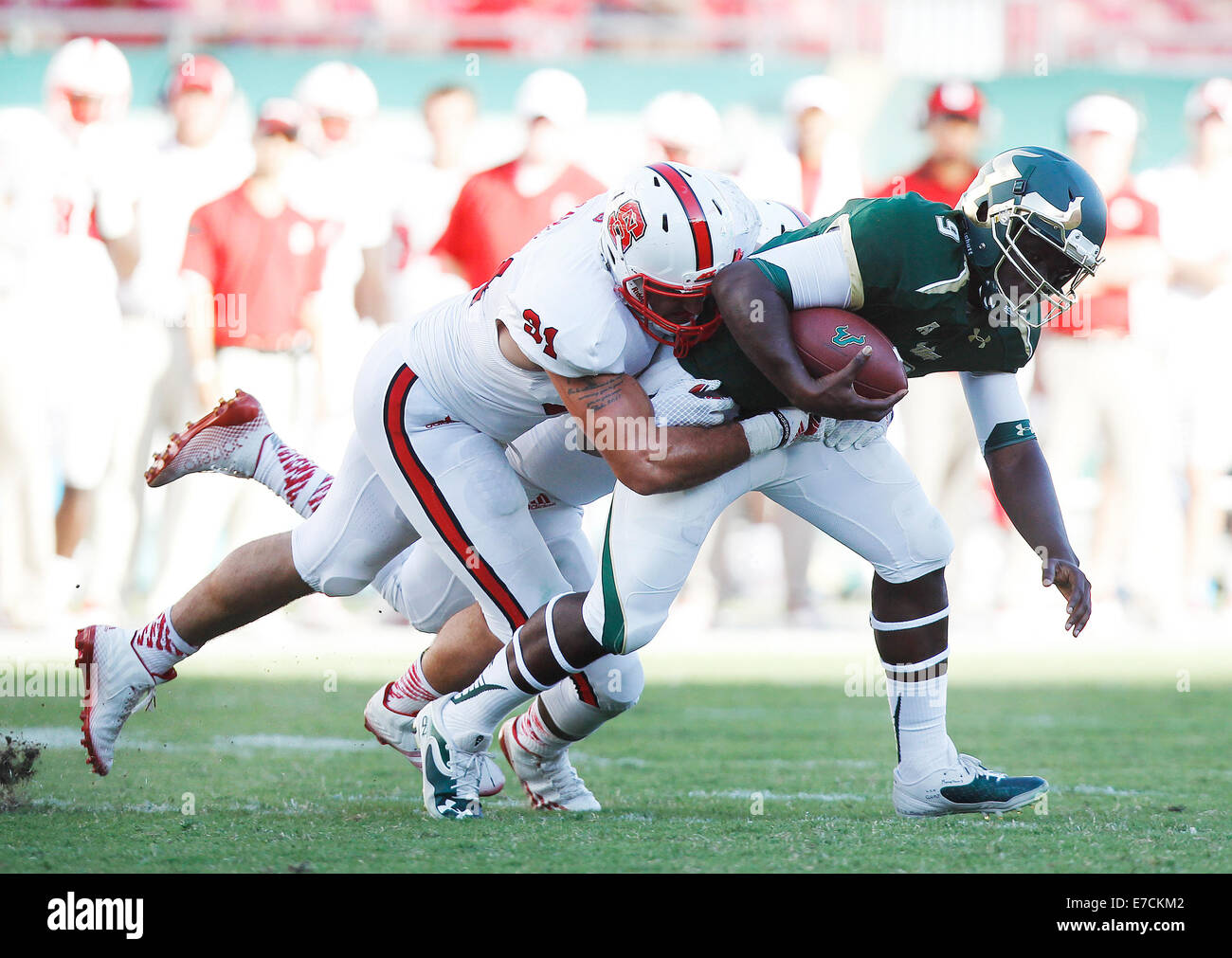 13 septembre 2014 - City, Floride, États-Unis - OCTAVIO JONES | fois .South Florida Bulls quarterback Quinton Fleurs (9) est mise à sac par North Carolina State Wolfpack défensive fin appelle Davis (91) pour la perte de sept verges au troisième trimestre chez Raymond James Stadium le samedi 13 septembre, 2014. N.C. La Floride du sud de l'État vaincu 49 à 17. (Crédit Image : © Octavio Jones/Tampa Bay Times/Zuma sur le fil) Banque D'Images