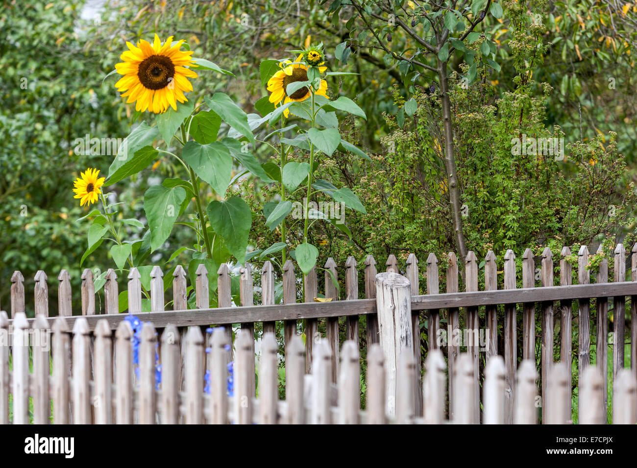 Tournesols d'été près d'une clôture de jardin en bois rural, jardin de tournesol bordure de hautes tiges de plantes Banque D'Images