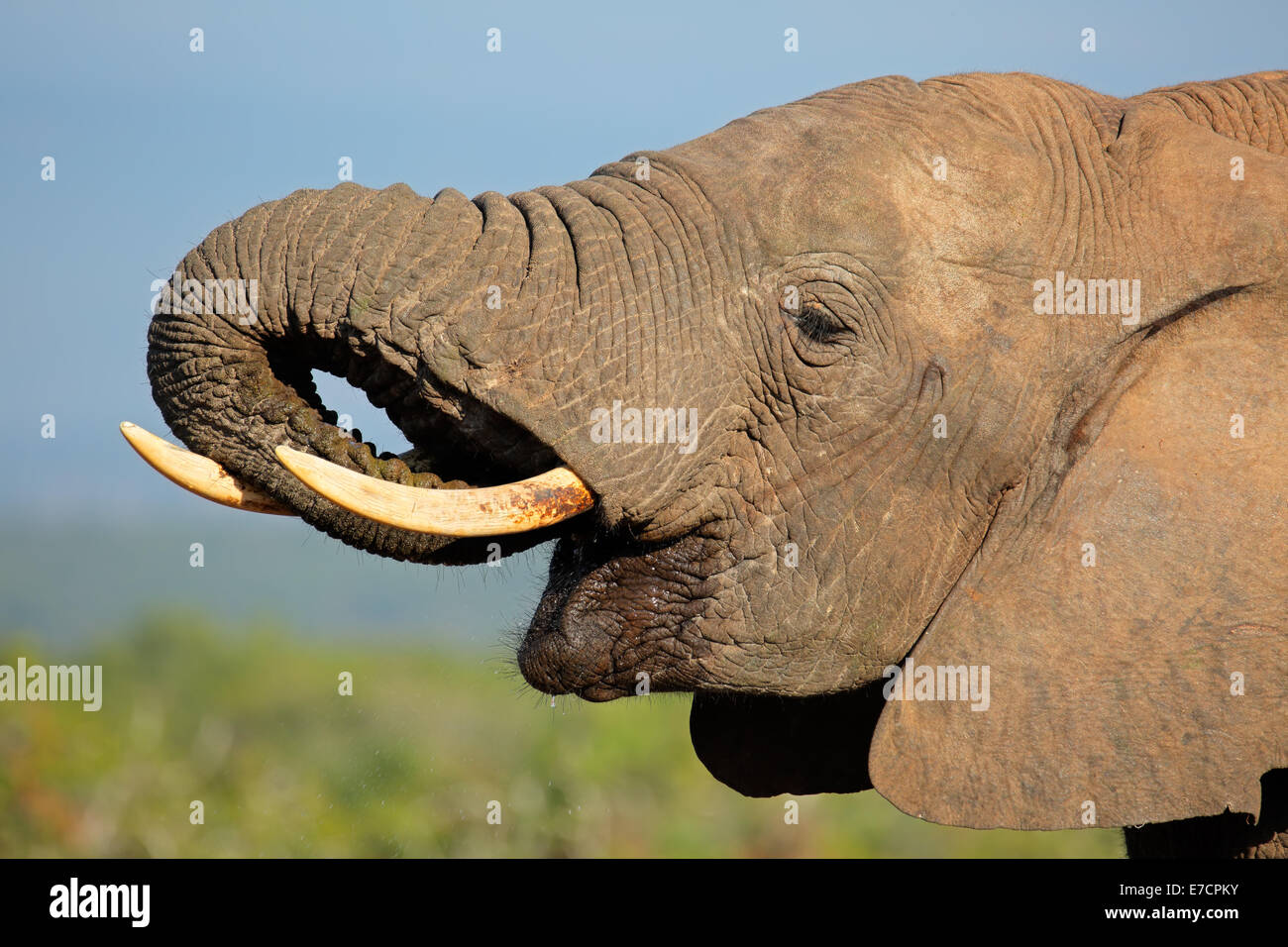 Portrait de l'éléphant africain (Loxodonta africana) eau potable, Addo Elephant National Park, Afrique du Sud Banque D'Images