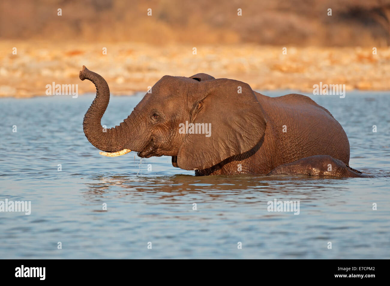 L'éléphant africain (Loxodonta africana) jouant dans l'eau, Etosha National Park, Namibie Banque D'Images