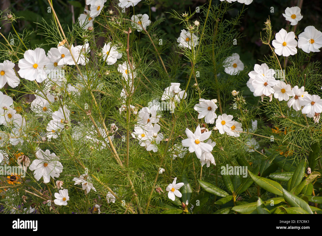 Cosmos blanc fleurs d'été annuel de la literie Banque D'Images