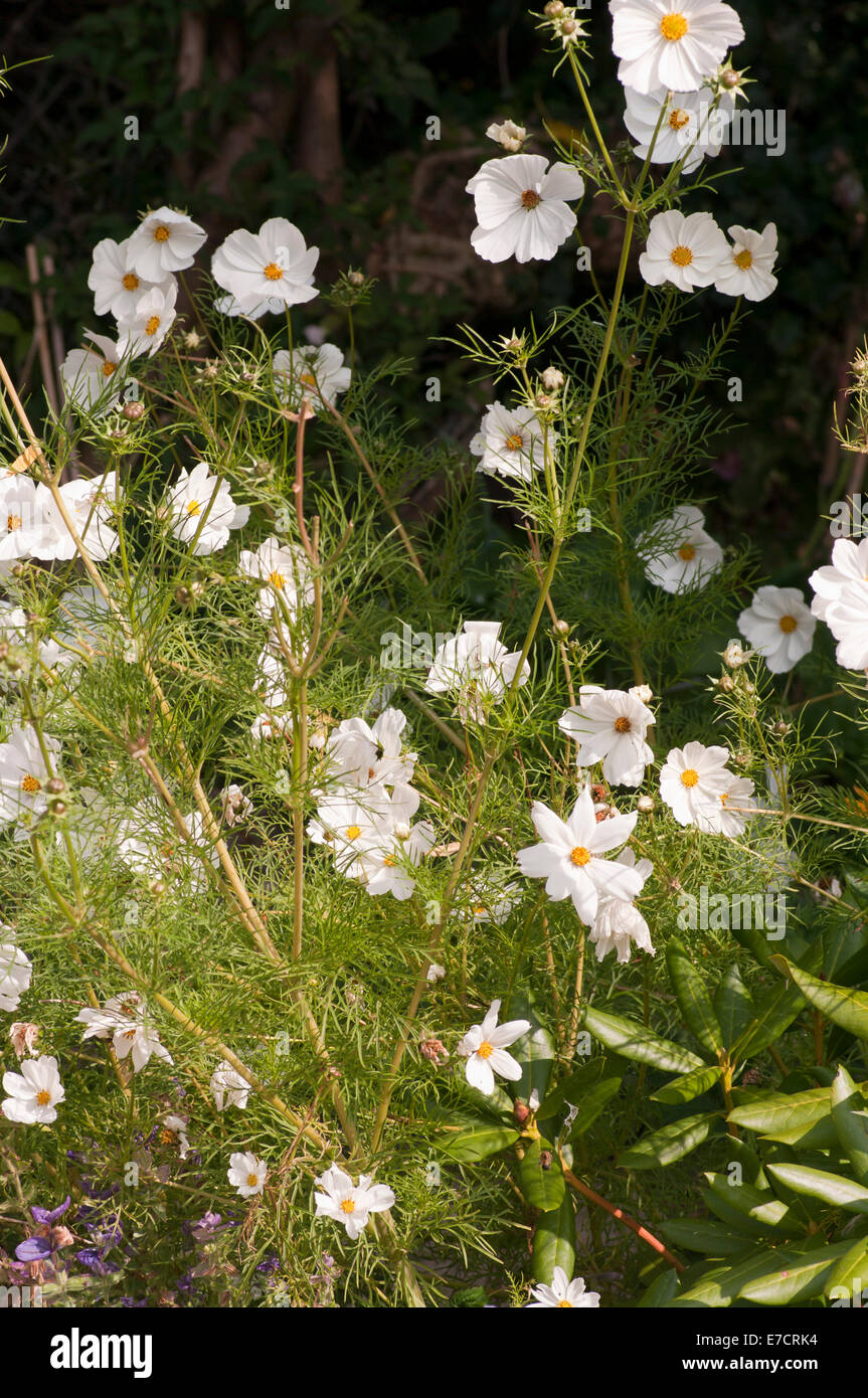 Cosmos blanc fleurs d'été annuel de la literie Banque D'Images