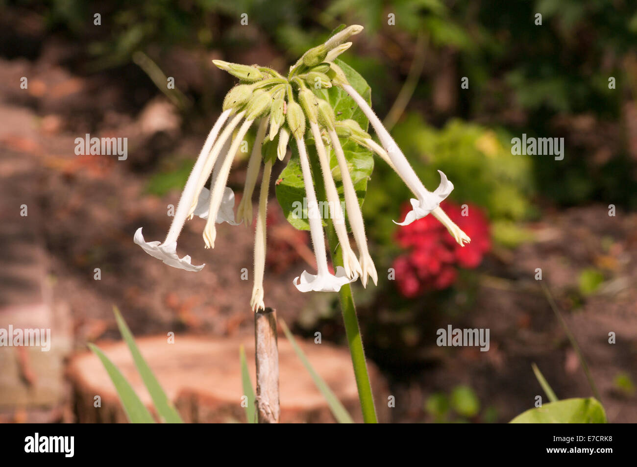 Fleurs blanches de la plante Nicotiana Banque D'Images
