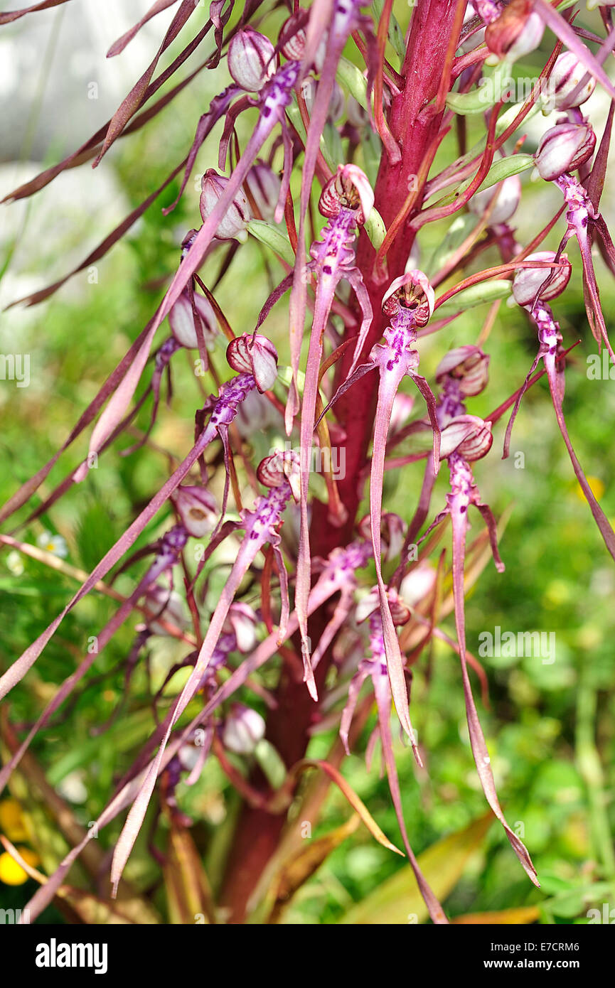 Wild Orchid Himantoglossum hircinum, Orchideaceae Rascino, Plateau, Rieti, Latium, Italie Banque D'Images