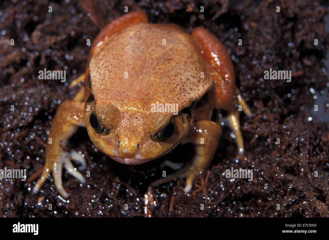 La grenouille tomate faux, Dyscophus guineti, endémique, des Microhylidae de Madagascar, Afrique Banque D'Images