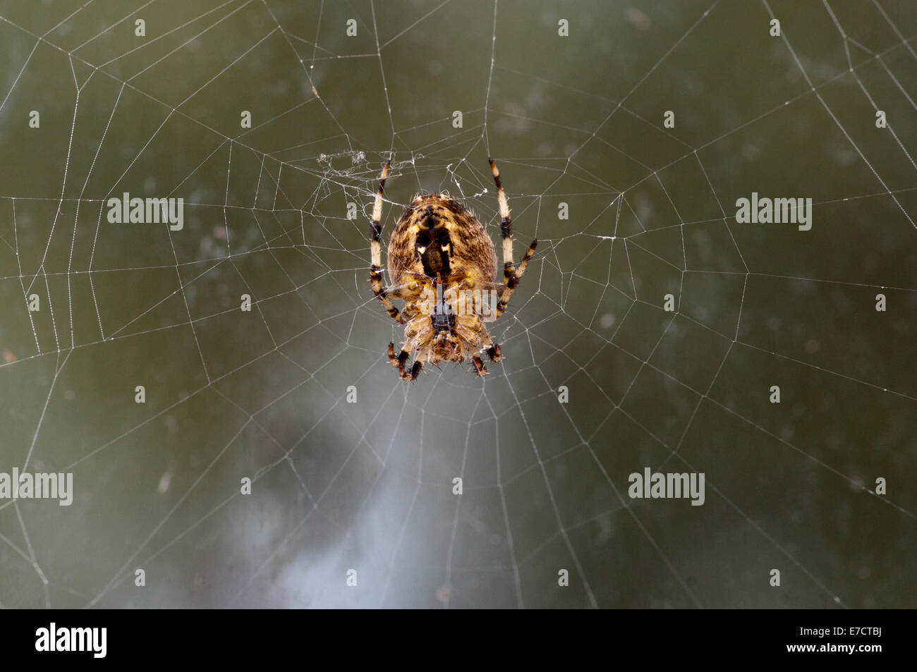 Jardin Araignée Araneus diadematus sur un site web Banque D'Images