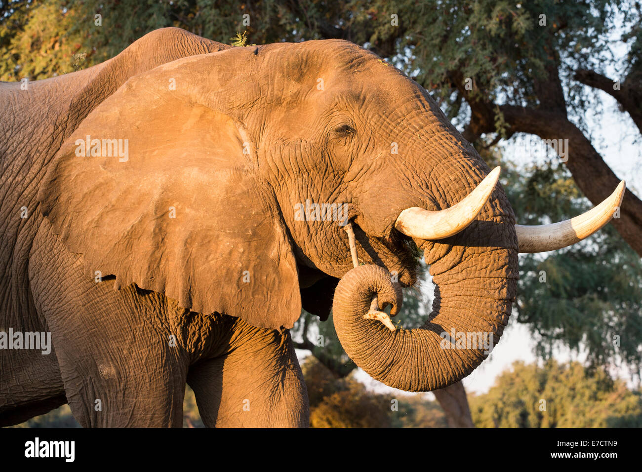 Portrait d'un éléphant d'Afrique bull à mâcher sur un bâton Banque D'Images