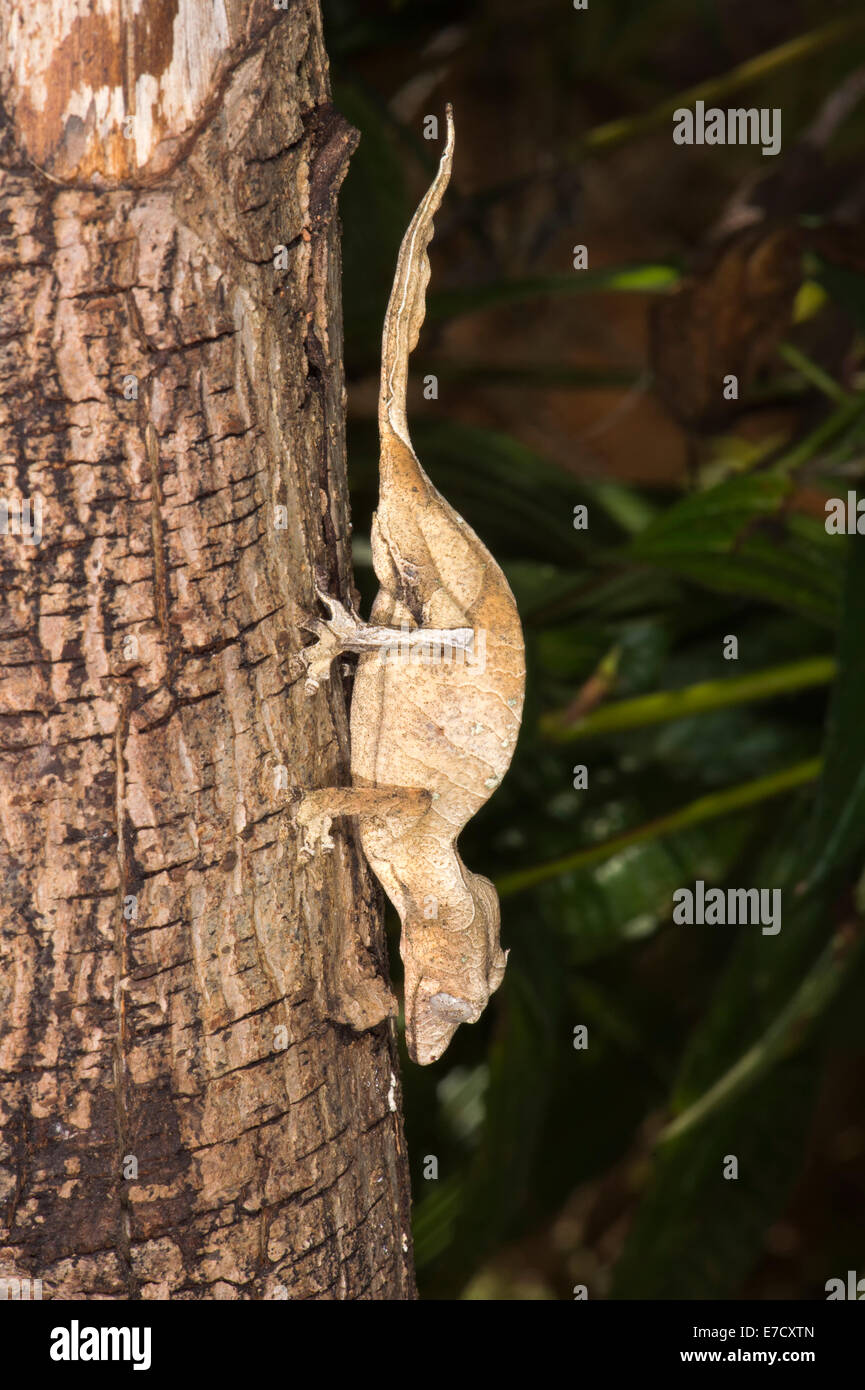 Feuille fantastique Gecko Uroplatus phantasticus (Queue), Madagascar Banque D'Images