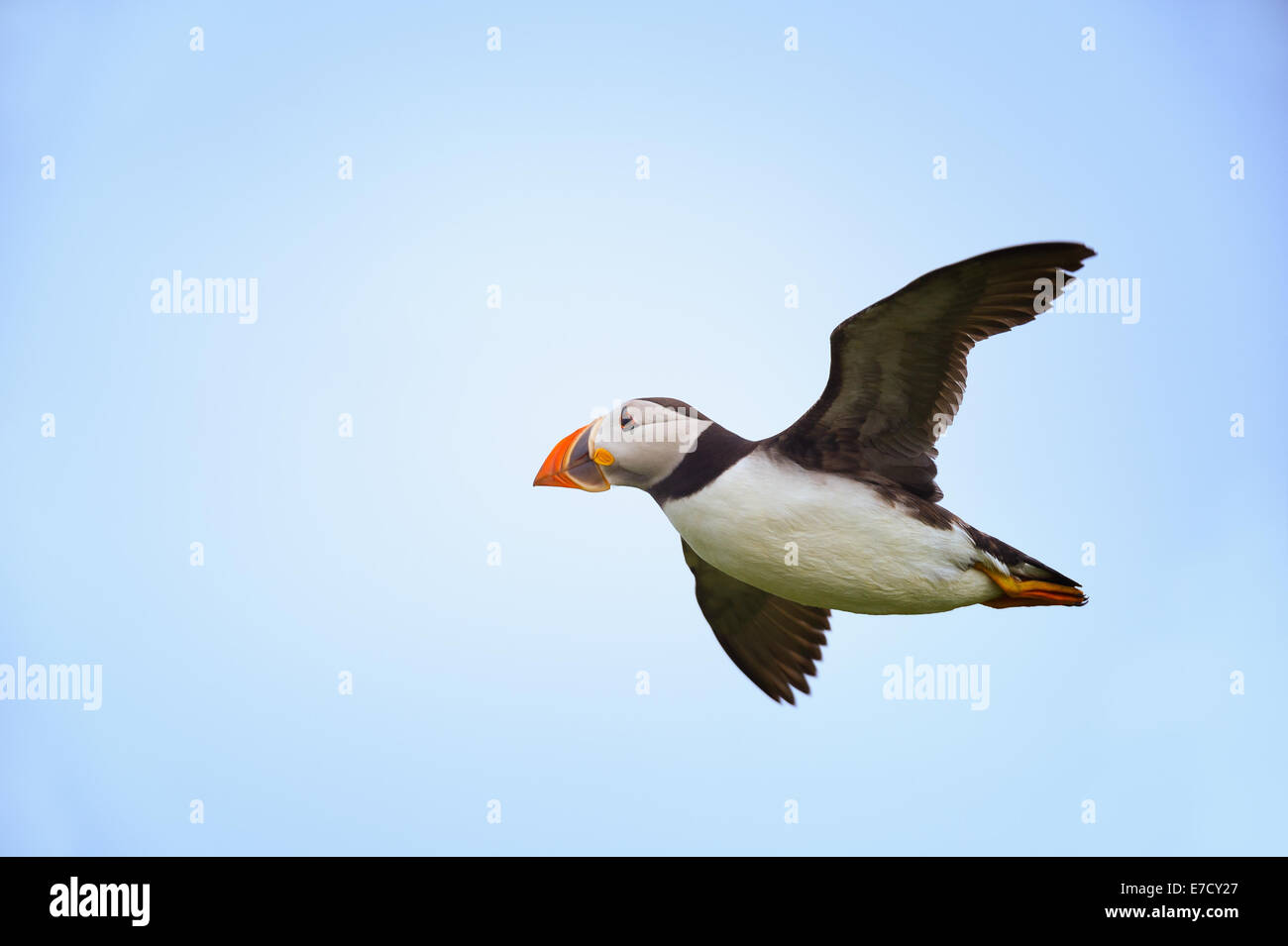 Un Macareux moine (Fratercula arctica) en vol battant l'air de mouches contre un ciel bleu. Banque D'Images