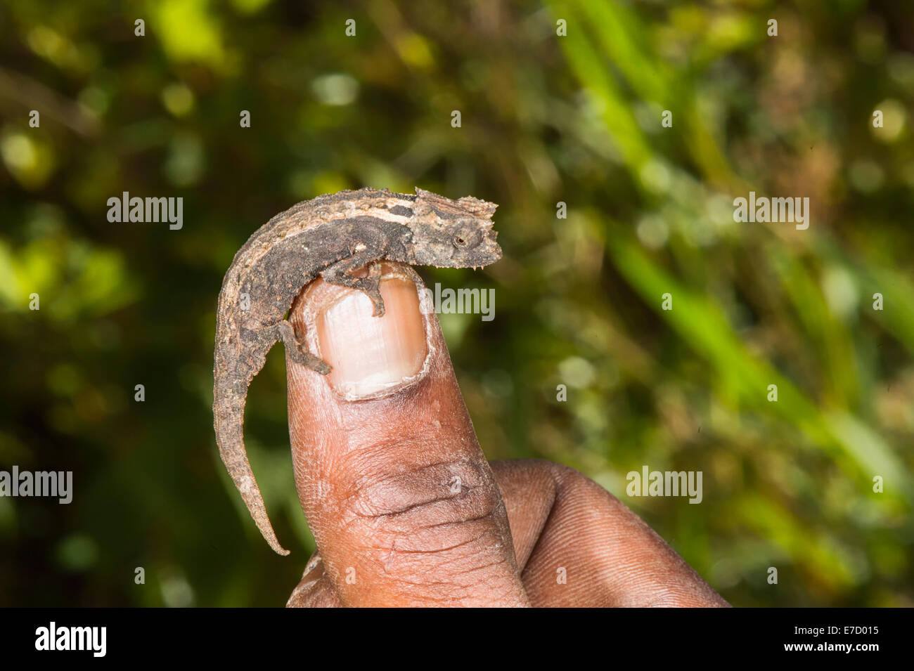 Caméléon nain malgache (Brookesia minima), Madagascar Banque D'Images