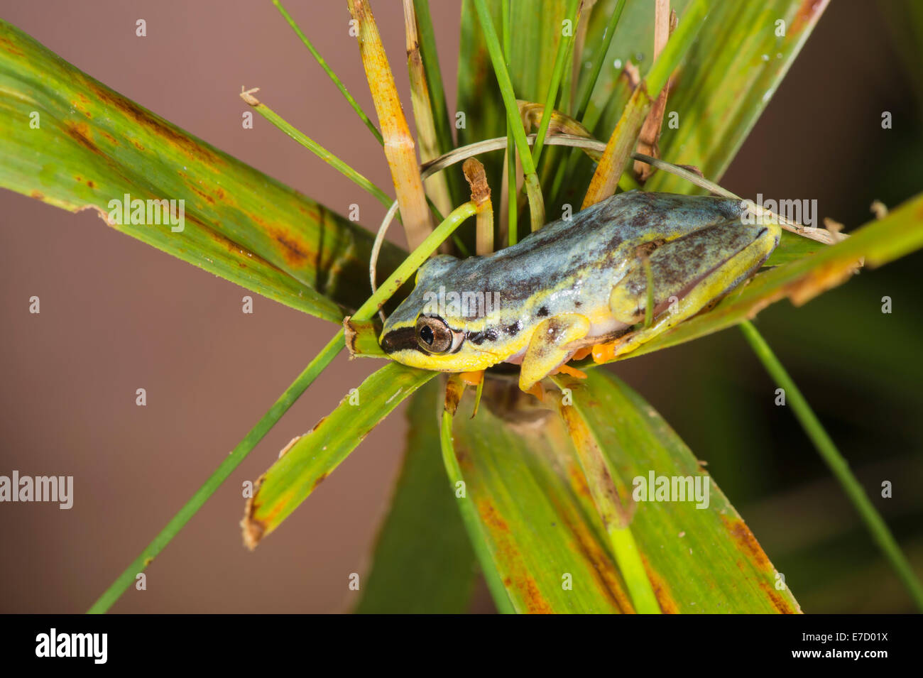 Blue-retour reed grenouille, (Heterixalus madagascariensis), Maroantsetra, Madagascar Banque D'Images