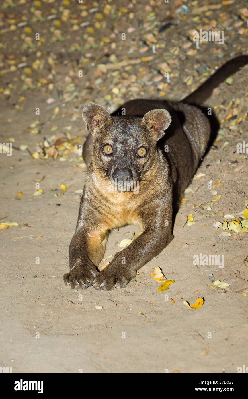 Fossa (Cryptoprocta ferox), forêt de Kirindy, Morondava, la province de Toliara, Madagascar Banque D'Images