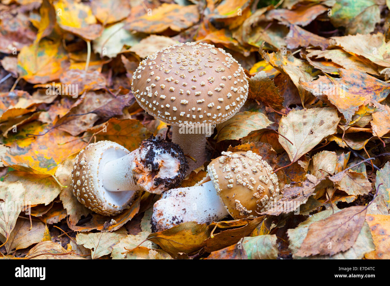 Champignons agaric fly Royal Banque D'Images