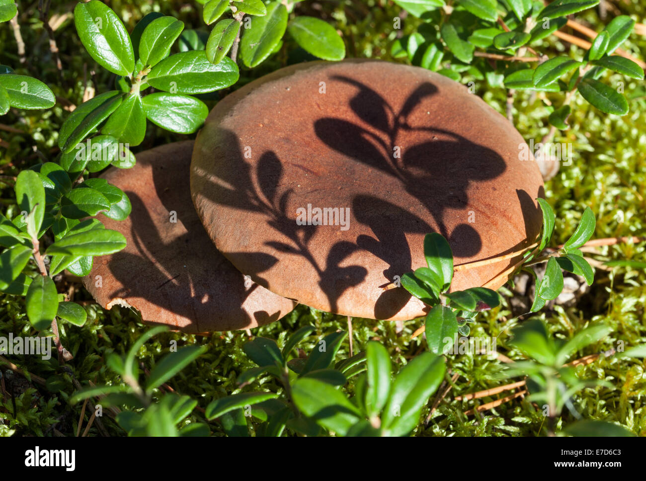Bonnet Roux Bonnet roux Banque de photographies et d’images à haute résolution - Alamy