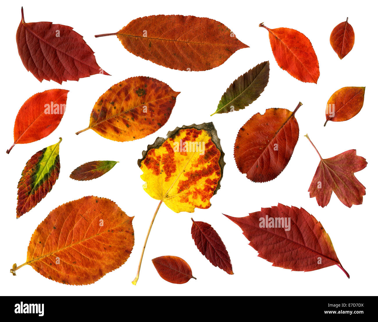 Collection de feuilles d'automne isolé sur fond blanc Banque D'Images
