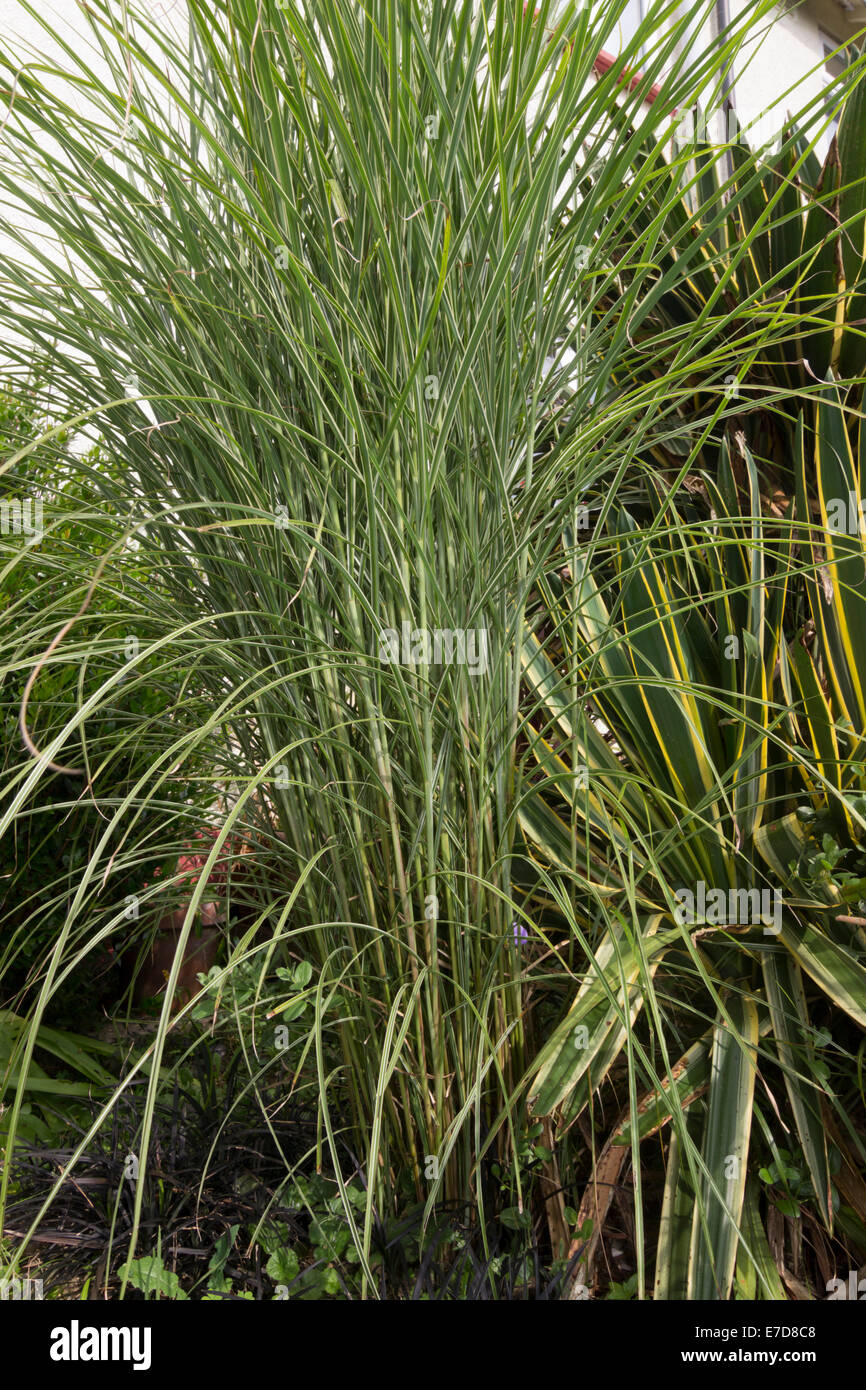 Bien regroupé, arquant stand de l'hémérocalle herbe, Miscanthus sinensis 'Morning Light' Banque D'Images