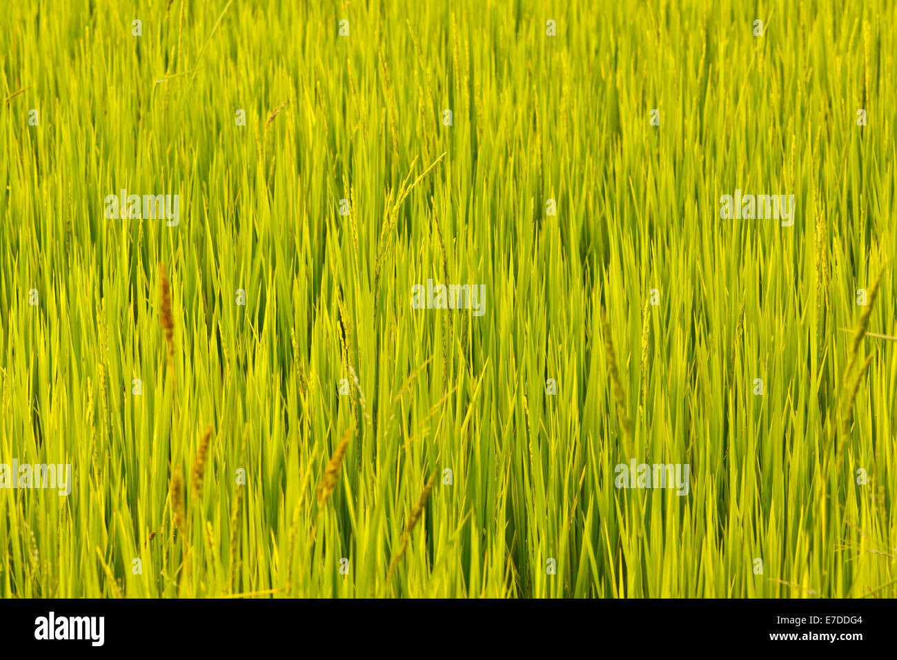 le plant de riz Banque D'Images