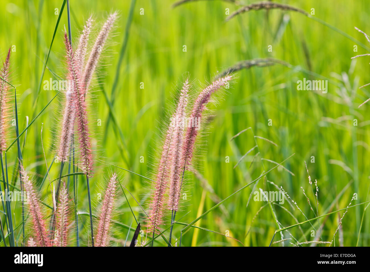 fleur de l’herbe Banque D'Images