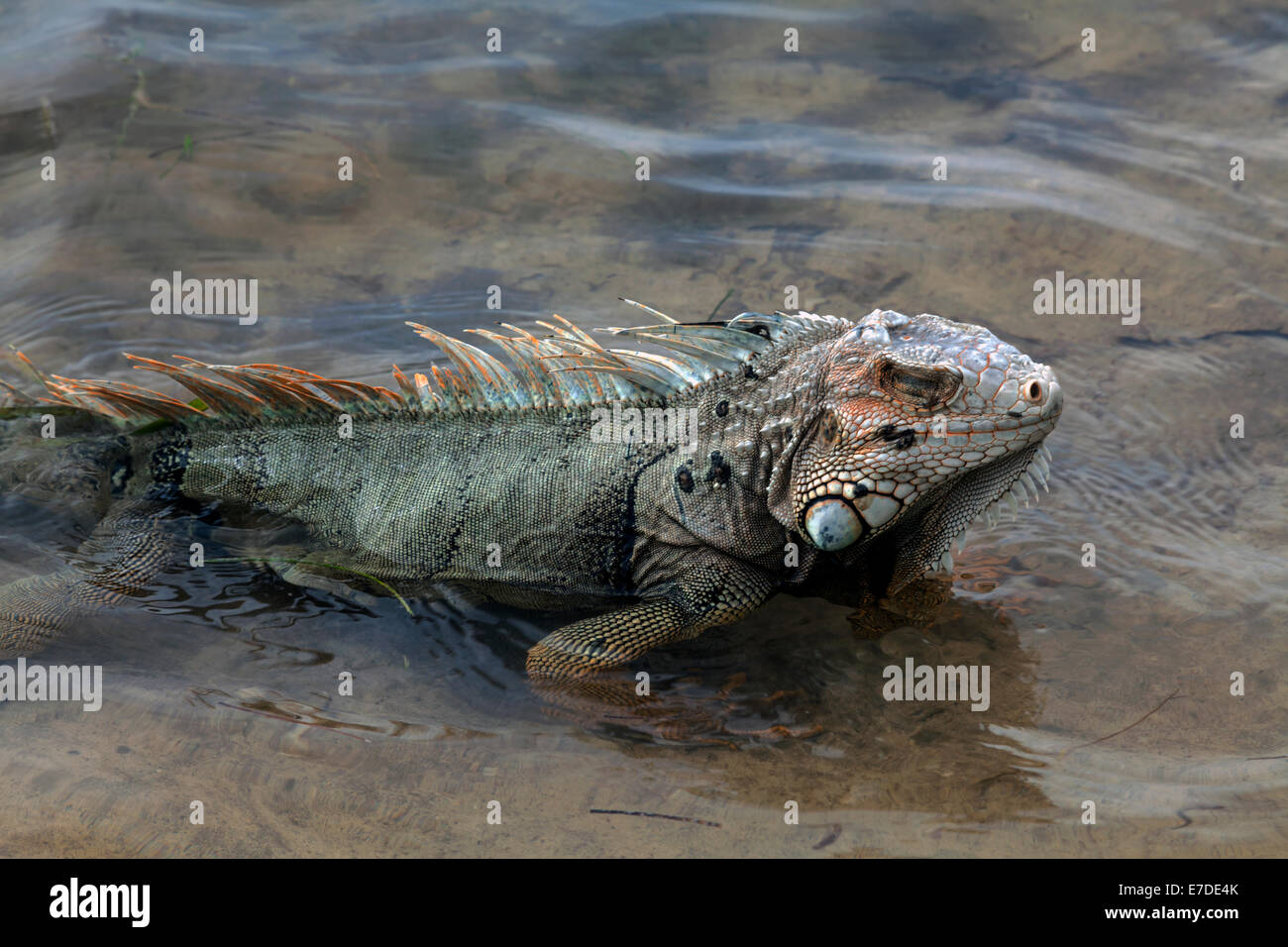 Green Iguana iguana (commune alias Iguana iguana) est un lézard arboricole herbivore, et est une espèce invasive en Floride. Banque D'Images