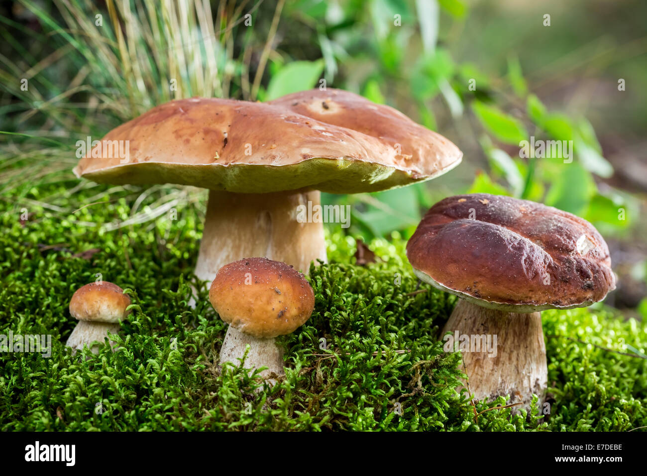 Cèpes sur mousse à l'aube dans la forêt Banque D'Images