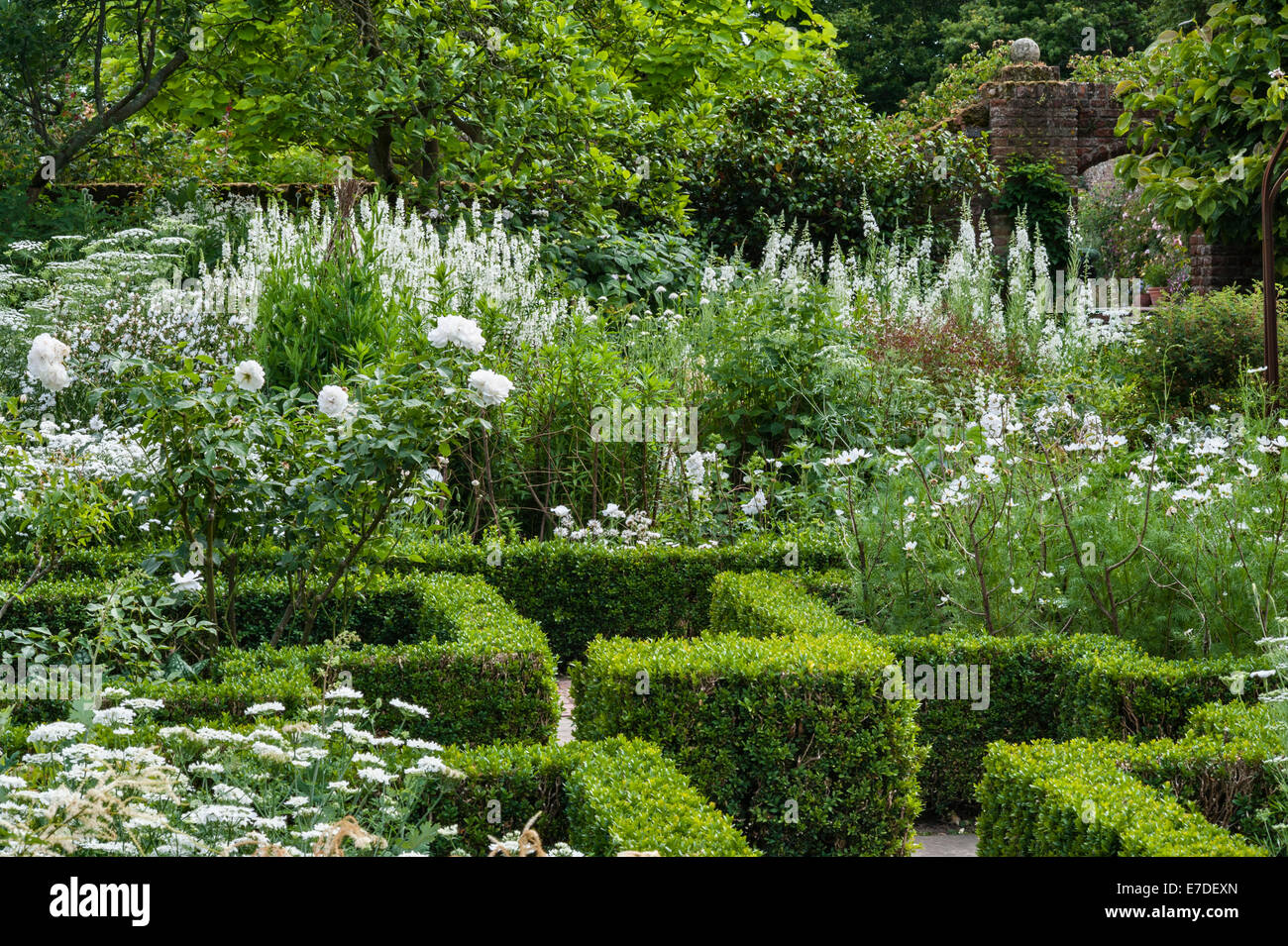 Château de Sissinghurst, Kent, Royaume-Uni. Parterres dans le jardin blanc en été. Roses iceberg et wlowherb blanc (epilobium angustifolium) Banque D'Images
