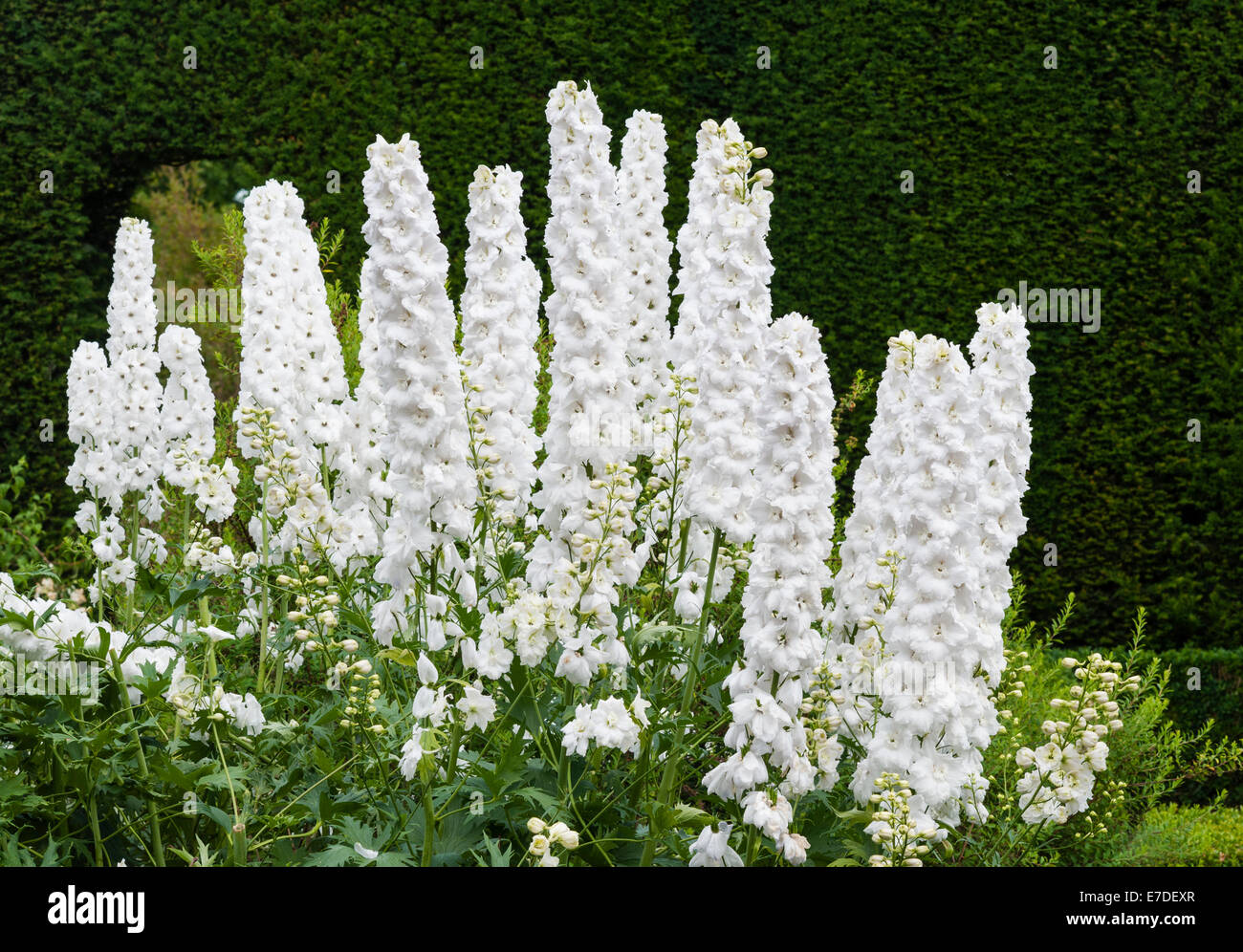 Château de Sissinghurst, Kent, Royaume-Uni. Delphiniums blanc pur dans le jardin blanc, été Banque D'Images
