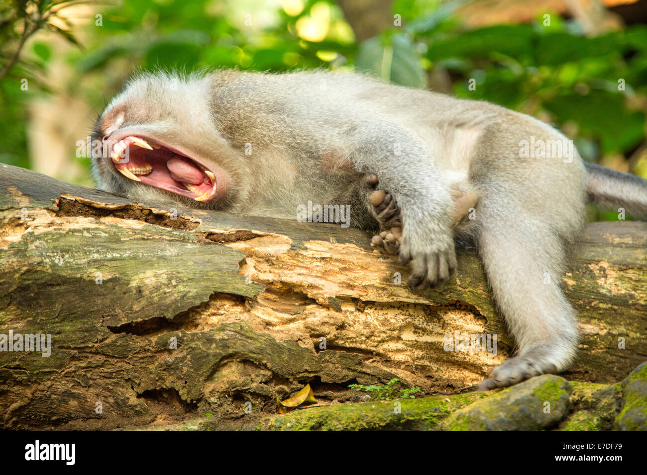 Un macaque à longue queue à l'intérieur de la forêt des singes sacrés d'Ubud, Bali Banque D'Images