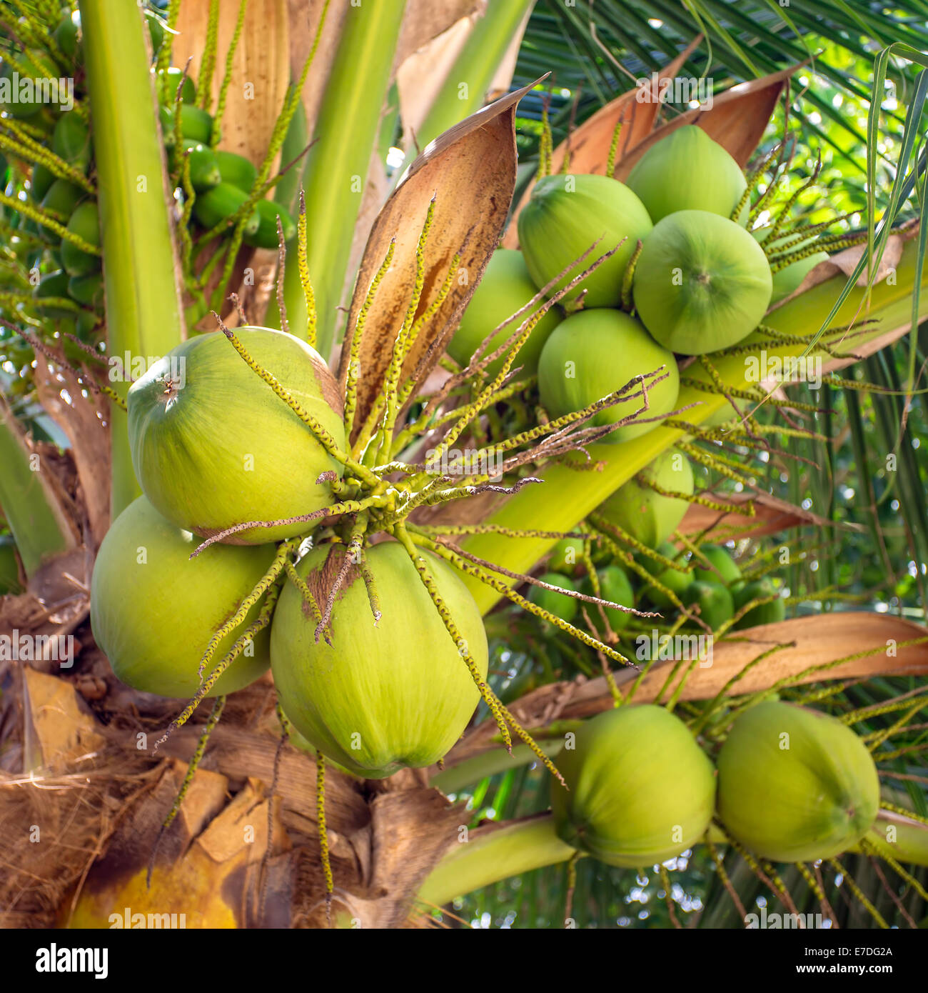 Fermer un tas de noix de coco verte à l'arbre. Banque D'Images