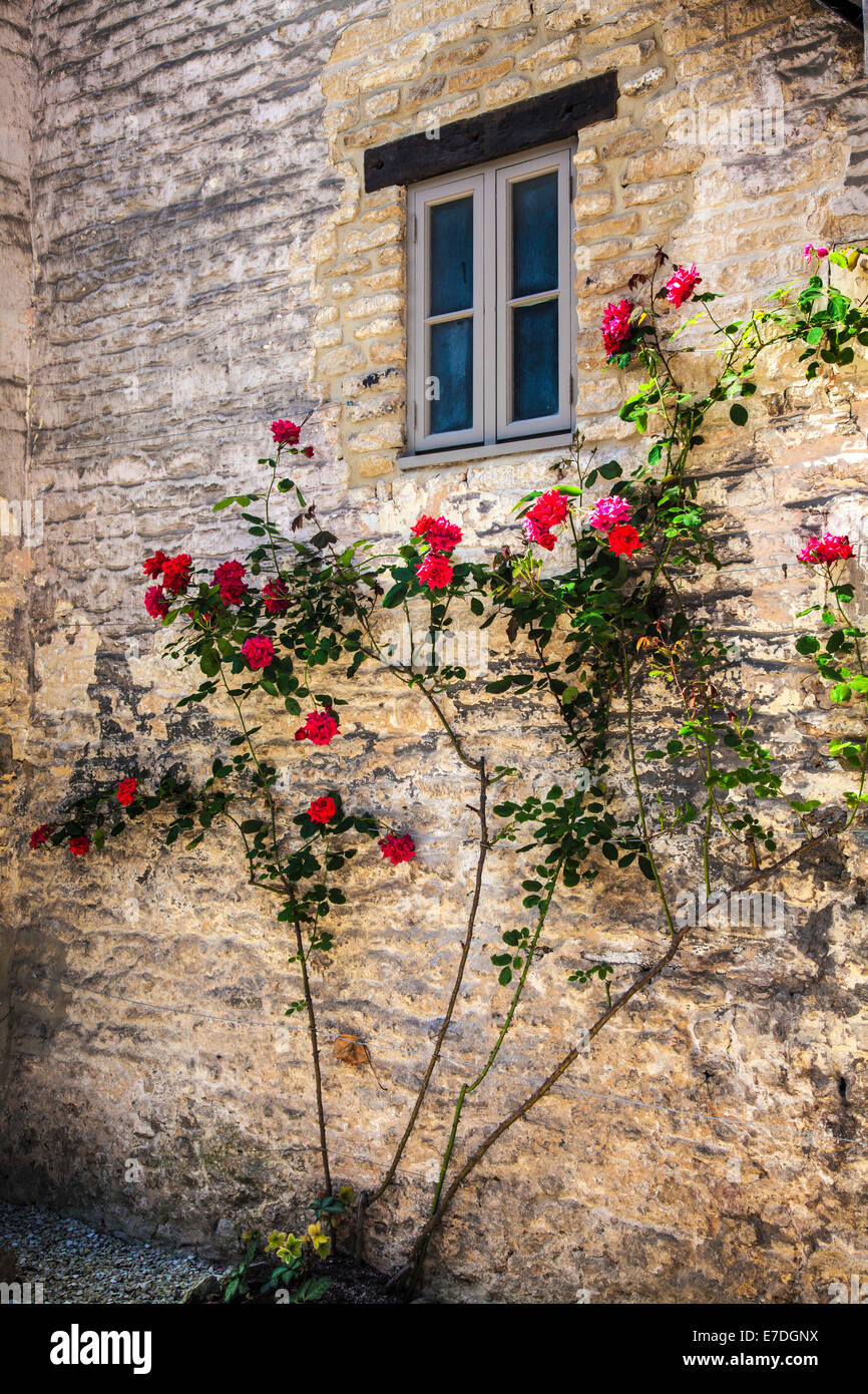 Une petite fenêtre sur le côté de la pierre de Cotswold House avec un rosier grimpant rouge. Banque D'Images