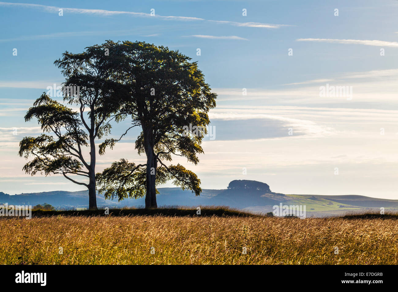 Tôt le matin soleil sur Oliver's Castle, regard vers Morgan's Hill près de Devizes, Wiltshire. Banque D'Images