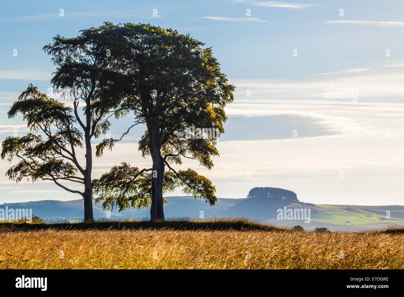 Tôt le matin soleil sur Oliver's Castle, regard vers Morgan's Hill près de Devizes, Wiltshire. Banque D'Images