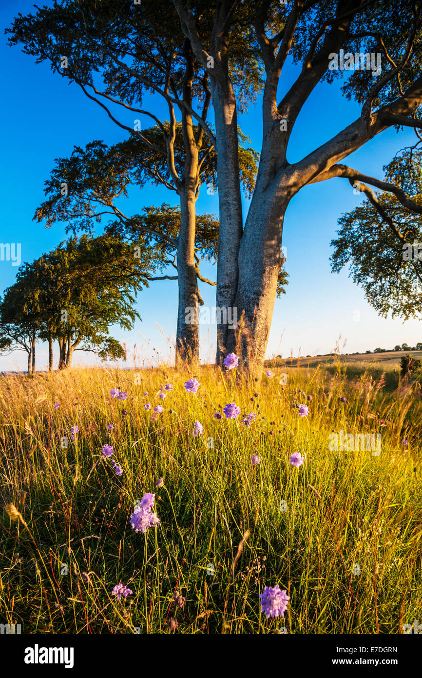 Tôt le matin soleil sur Oliver's Castle, un âge de fer sur Roundway Hill près de Devizes, Wiltshire. Banque D'Images