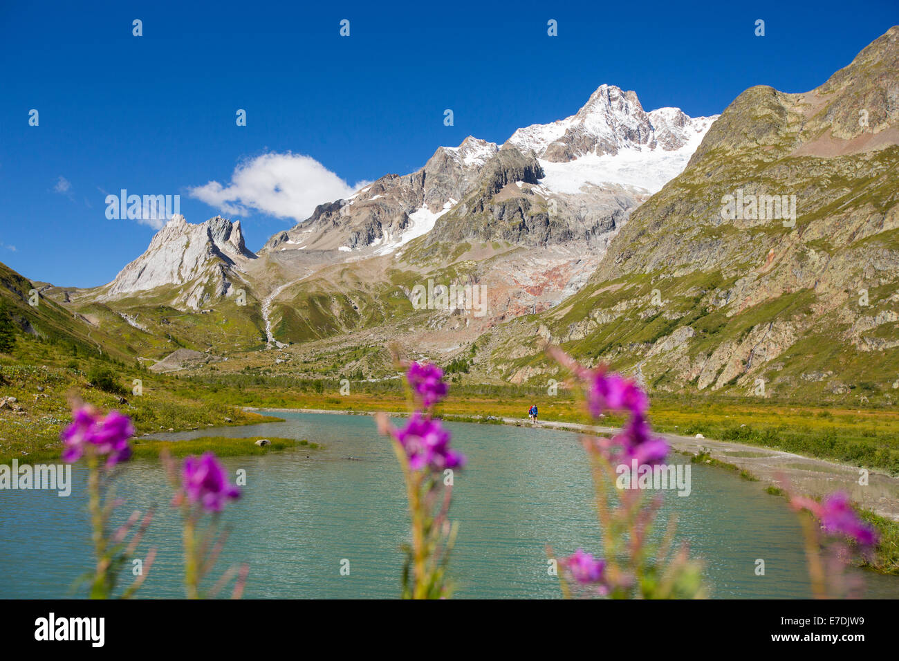 Un lac de fonte par le glacier de Miage sous le Mont Blanc, Italie, avec les marcheurs faisant le tour du Mont Blanc, avec Rose Bay Willowherb floraison. Banque D'Images