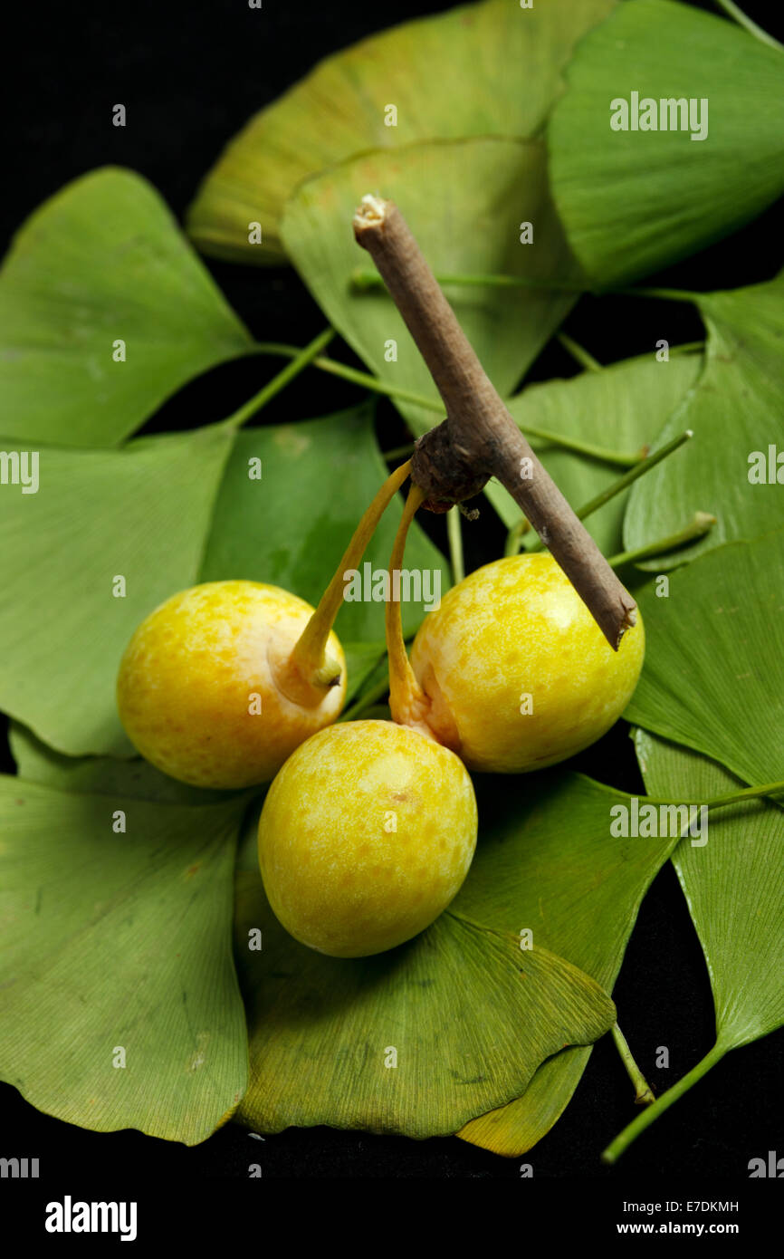 Close-up of Fruit Ginkgo Biloba Banque D'Images