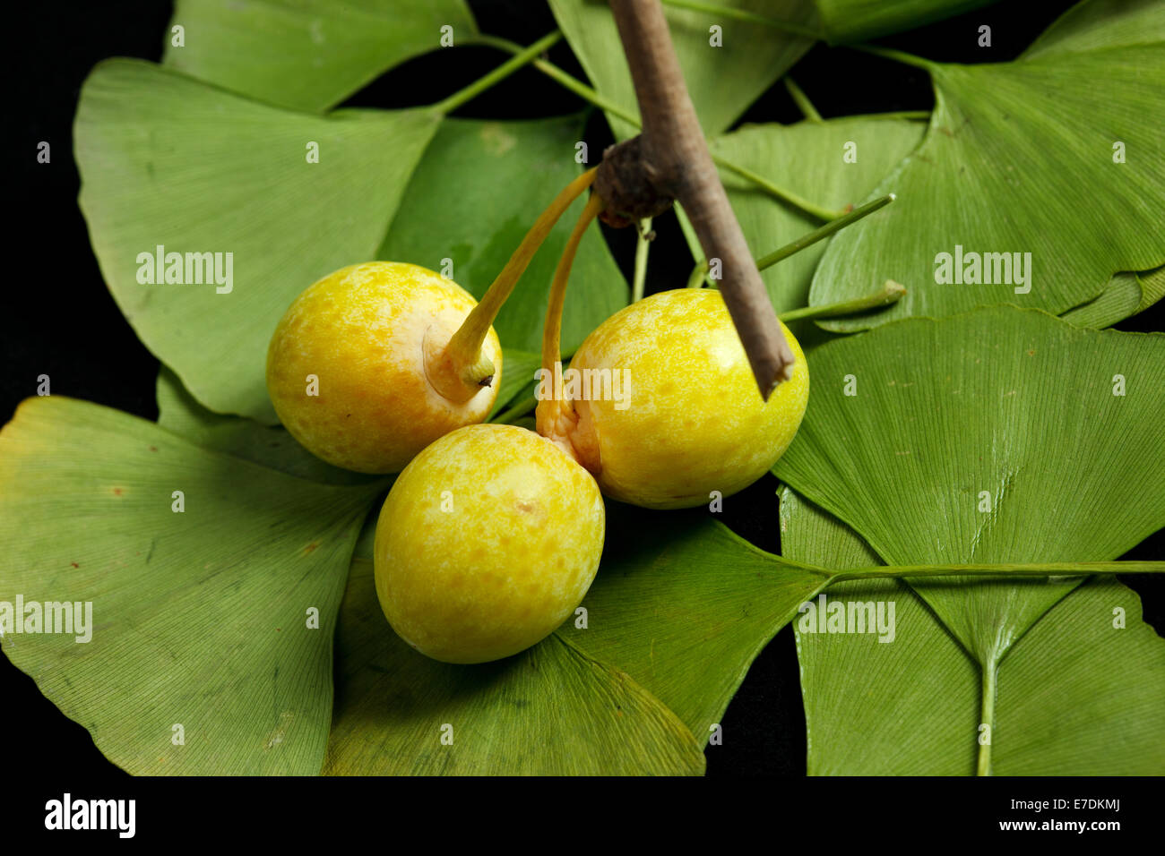 Close-up of Fruit Ginkgo Biloba Banque D'Images