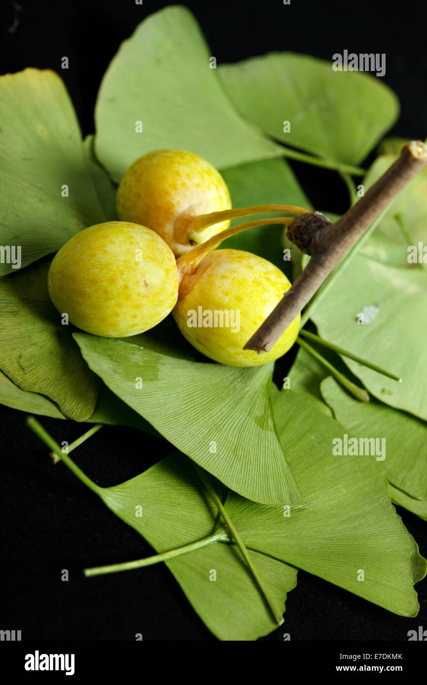 Close-up of Fruit Ginkgo Biloba Banque D'Images