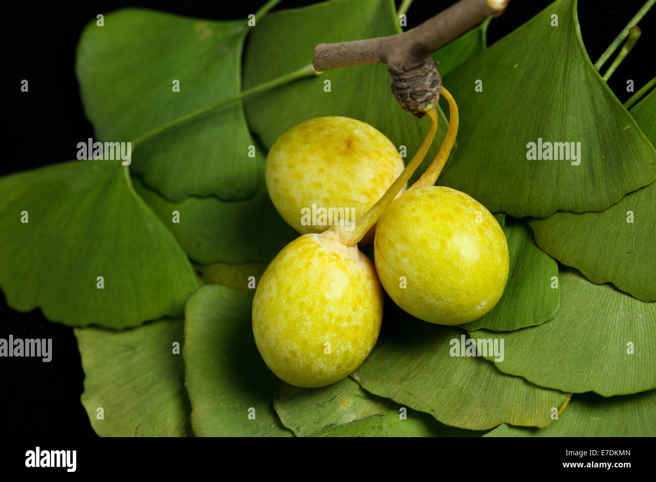 Close-up of Fruit Ginkgo Biloba Banque D'Images