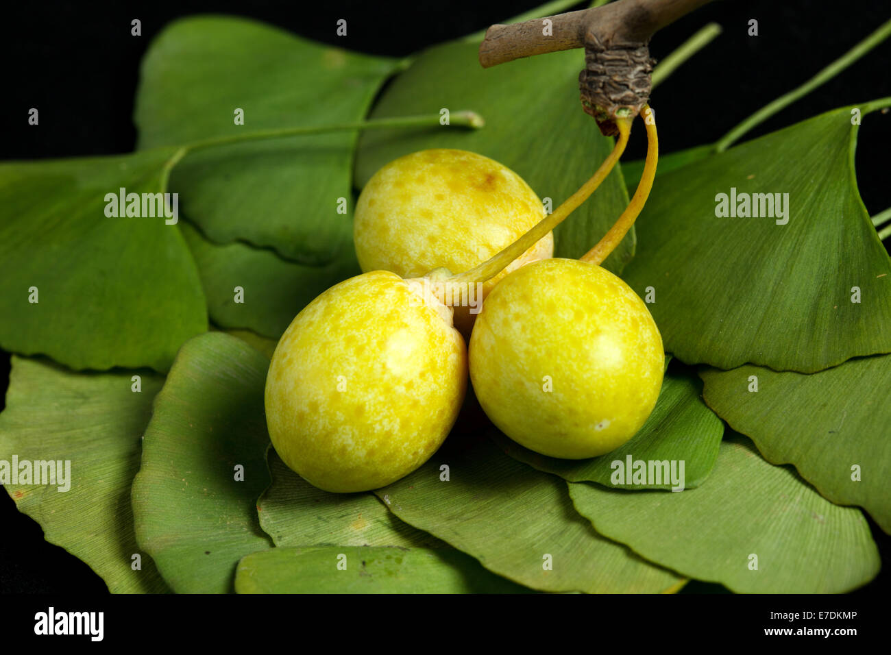 Close-up of Fruit Ginkgo Biloba Banque D'Images