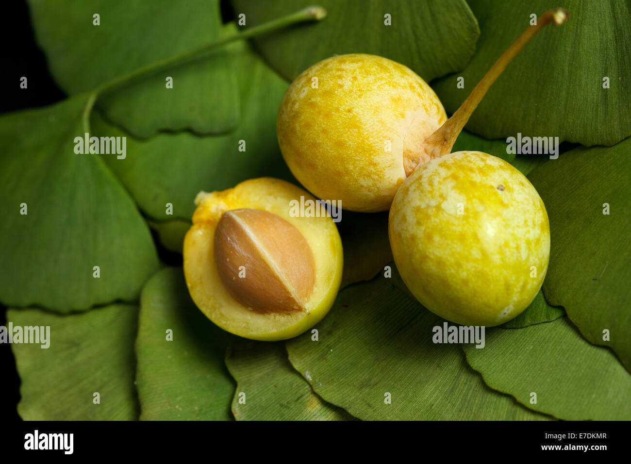 close-up-of-fruit-ginkgo-biloba-e7dkmr.j
