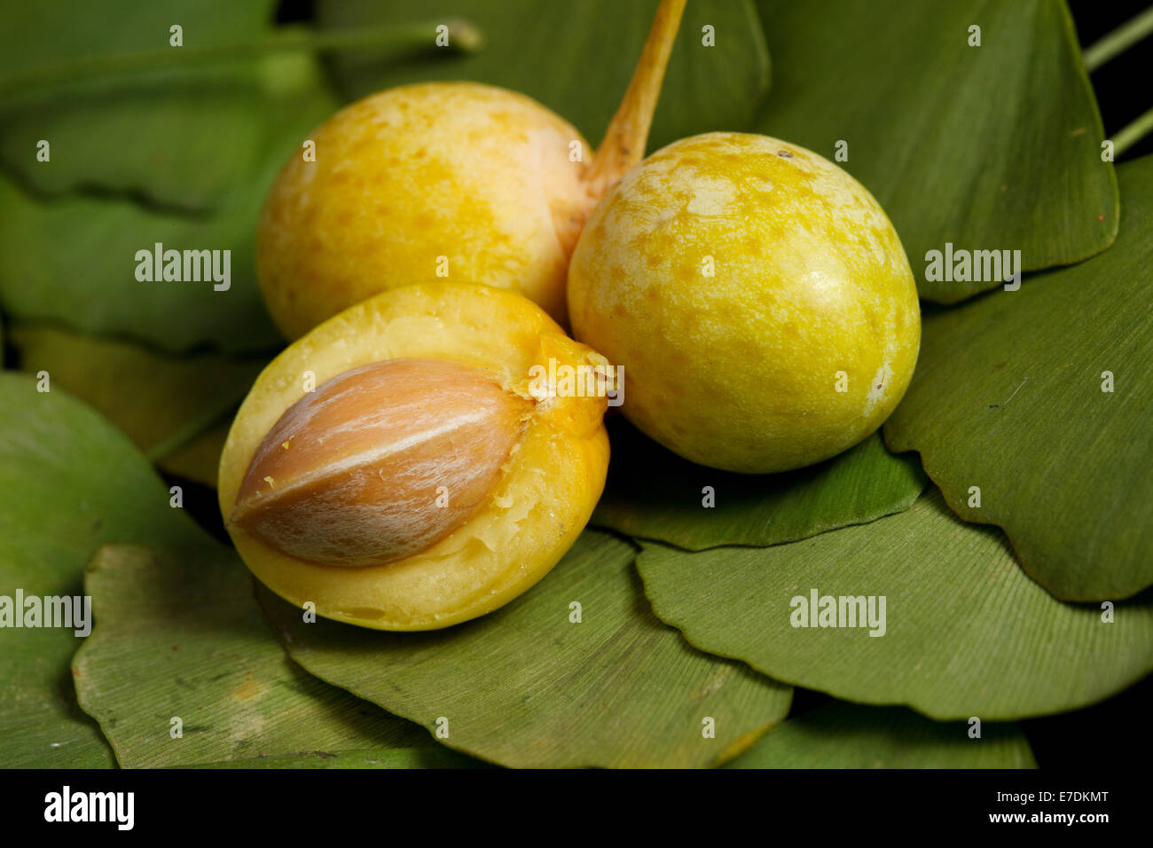 Close-up of Fruit Ginkgo Biloba Banque D'Images