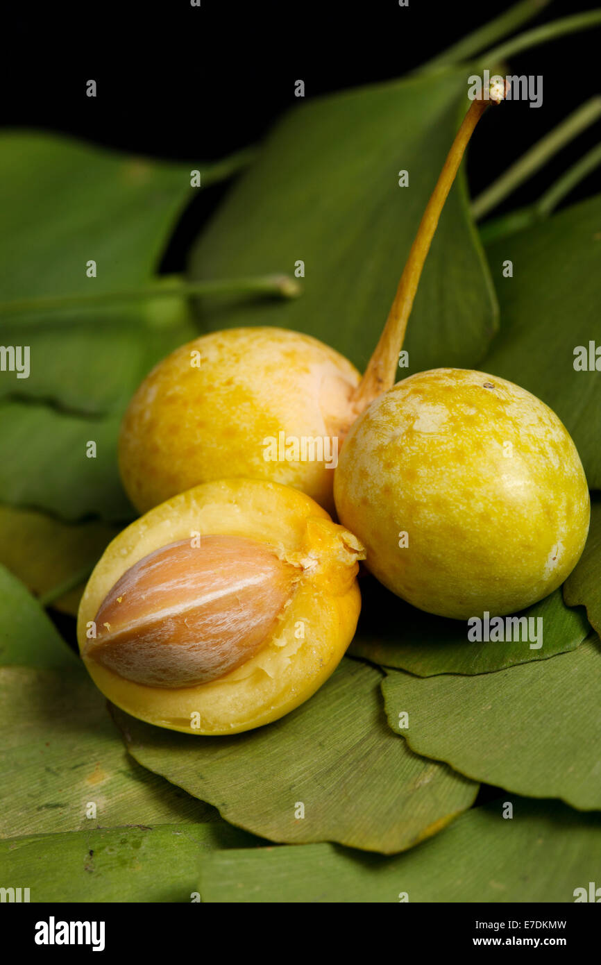 Close-up of Fruit Ginkgo Biloba Banque D'Images