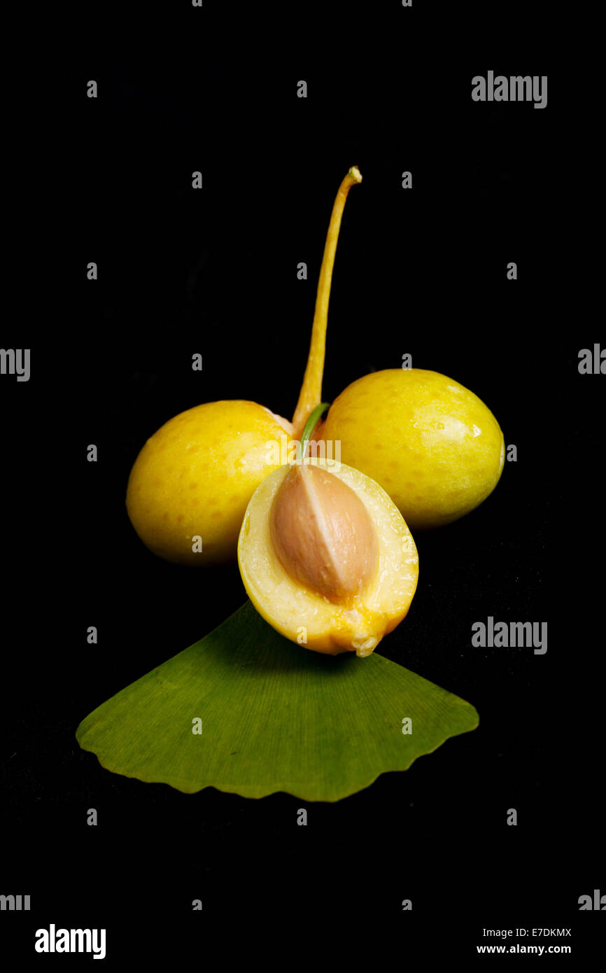 Close-up of Fruit Ginkgo Biloba Banque D'Images