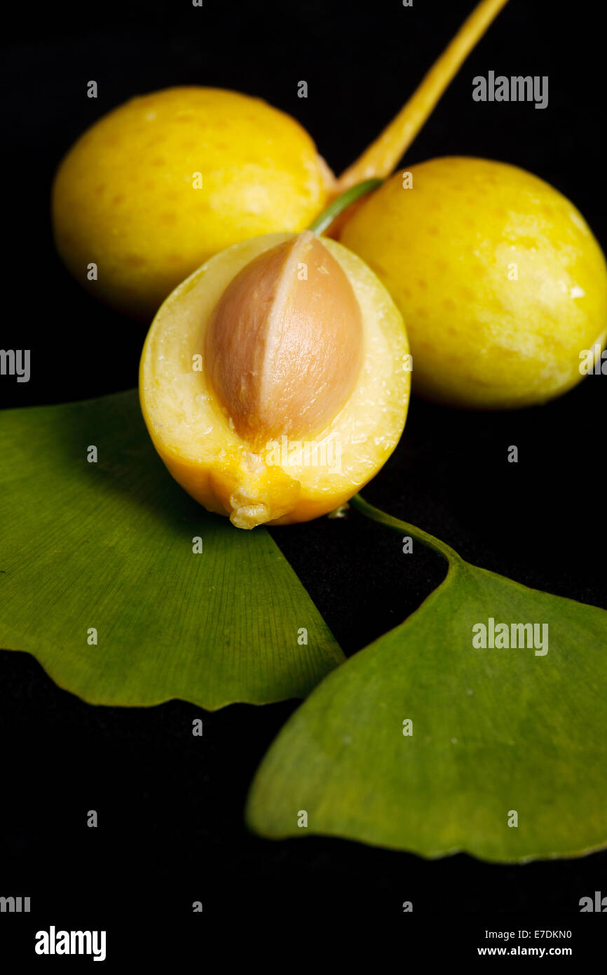 Close-up of Fruit Ginkgo Biloba Banque D'Images