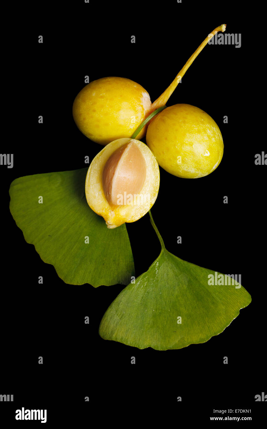 Close-up of Fruit Ginkgo Biloba Banque D'Images