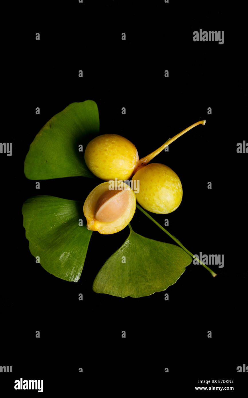 Close-up of Fruit Ginkgo Biloba Banque D'Images