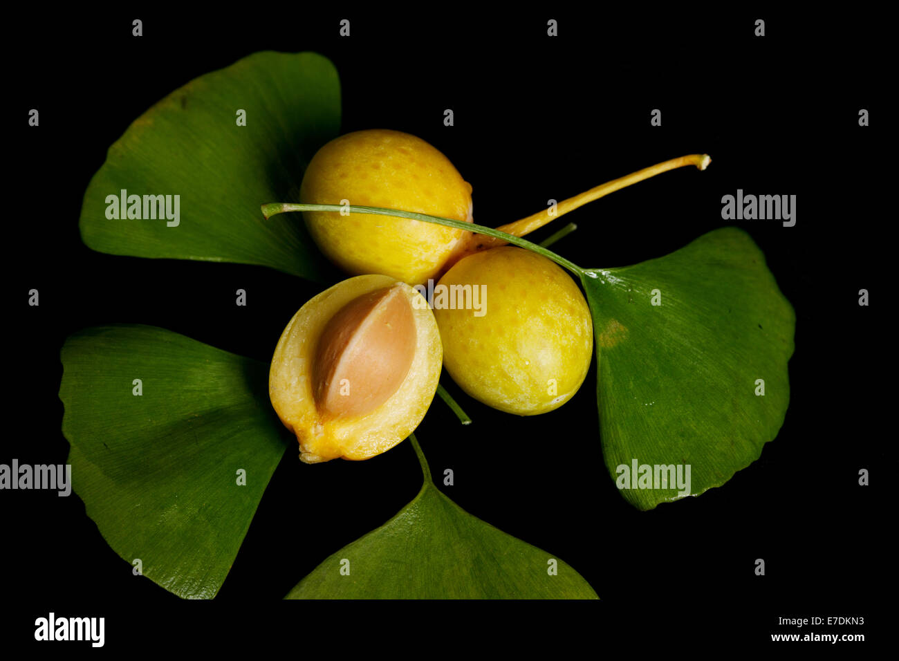 Close-up of Fruit Ginkgo Biloba Banque D'Images