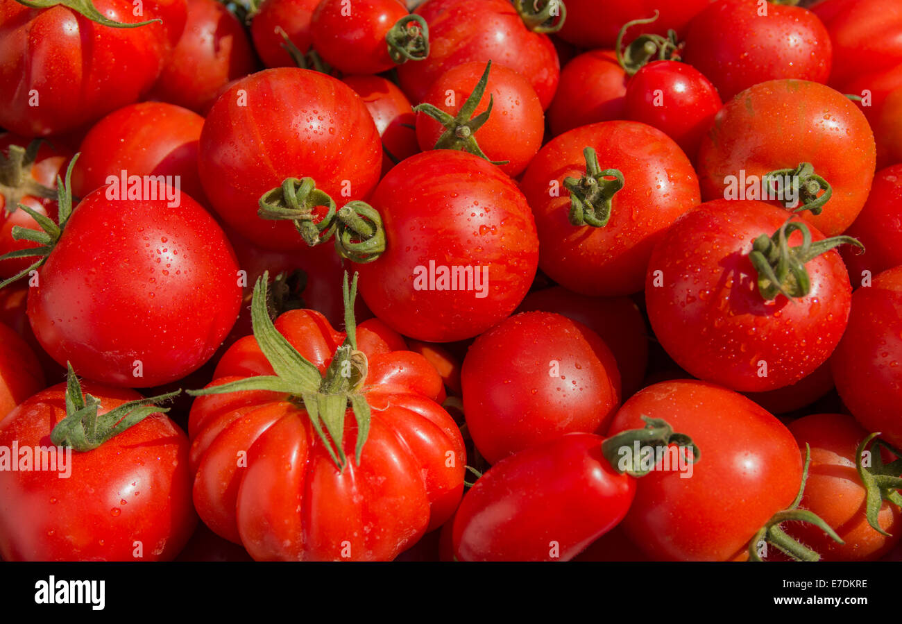 Close up of freshly harvested tomates rouges mûres plusieurs variétés (terre) Banque D'Images